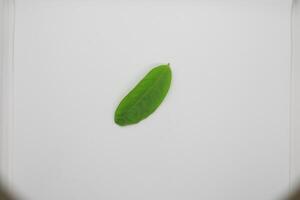 Leaves isolated on white background photo