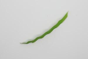 Leaves isolated on white background photo