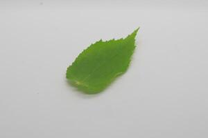 Leaves isolated on white background photo