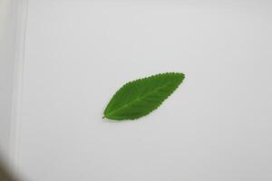 Leaves isolated on white background photo