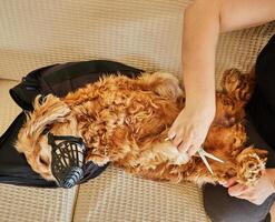 A calm dog with a muzzle is groomed on a cozy couch, with the handler using scissors to trim fur, ensuring safety photo