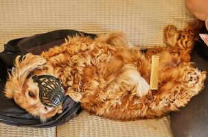 A fluffy dog lies on a couch wearing a muzzle, receiving a gentle grooming session with scissors for a tidy appearance photo