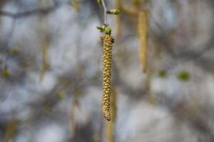 A close up of a tree branch with a bunch of flowers photo
