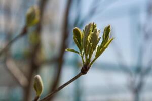 A close up of a tree branch with green leaves photo