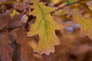 A close up of a leaf on a tree photo