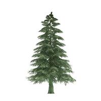 A large evergreen tree is shown on a white background photo