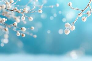 delicate winter festive background with a branch covered with frost like flowers photo