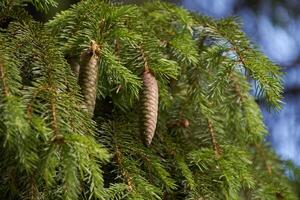 A close up of a pine tree with cones photo