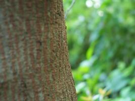 Nature concept. Close up of tree bark in the forest photo