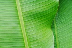 close up textrue of green banana leaf photo