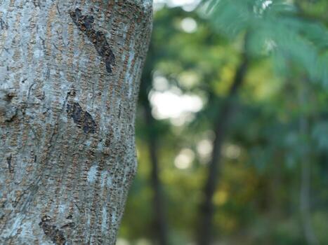 Detail. Focus on the trunk of a wooden pine tree with a blurred background photo