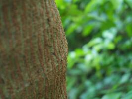Tree bark close up. nature concept photo