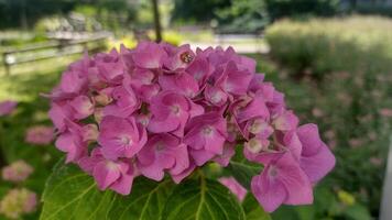 Pink hydrangea flower in the spring garden photo