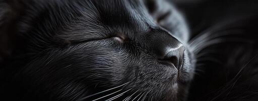 Close-up of a black cat sleeping peacefully showcases soft fur and whiskers in serene setting photo