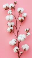 Cotton flowers on branches against a pink background, natural softness and elegance. textile photo