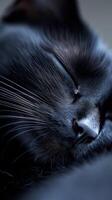 Close-up of a black cat sleeping peacefully showcases soft fur and whiskers in serene setting photo