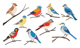 A group of colorful birds are perched on a branch. The birds are of various sizes and colors, including blue, red, yellow, and green. The scene is peaceful and serene vector