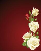 Red and White Roses on Dark Red Background vector