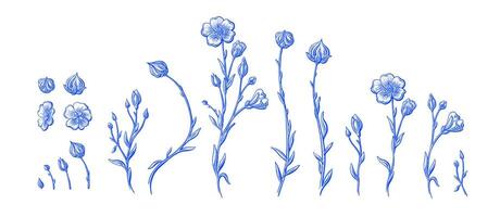 Flax plant and flower. Linen seeds. Botanical set vector
