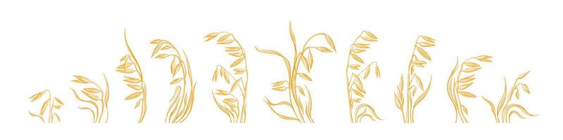 Oat spike collection Rustic farm field Rustic seed vector