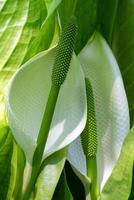 White skunk cabbage, Lysichitum camtschatcense photo