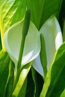 White skunk cabbage, Lysichitum camtschatcense photo
