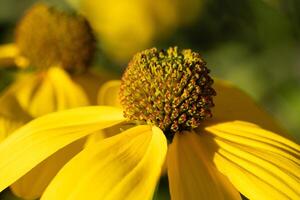 Shiny Coneflower, Rudbeckia nitida photo