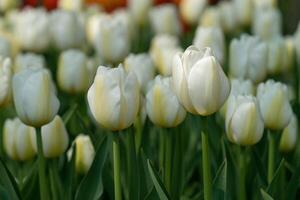 Tulip, Tulipa, flowers of springtime photo