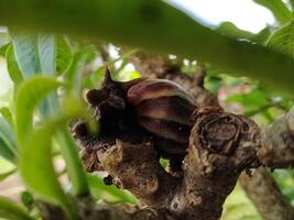 A snail is sitting on a branch of a tree photo