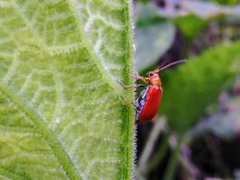 A red bug on a leaf photo