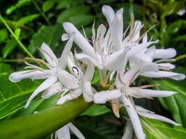 A white coffee flower with many petals on a green plant photo