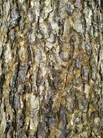 A close up of the bark of a tree photo