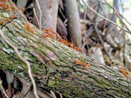 A group of ants on a tree branch photo