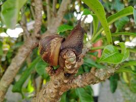 A snail on a tree branch with leaves photo