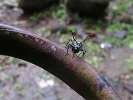 A bug on a rusty metal object photo