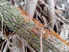 A group of ants on a tree branch photo