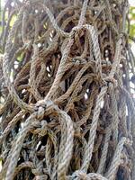 A close up of a rope that is tied to a tree photo