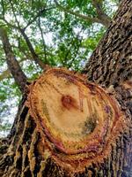 A tree with a cut in it photo