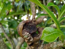 A snail is sitting on a tree branch photo
