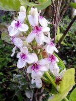 A white and purple flower with a bee on it photo