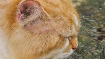 Close-up profile view of a ginger and white cat's face. photo