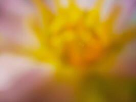 A softly blurred and abstract close-up of a flower, likely a dahlia or similar bloom. photo
