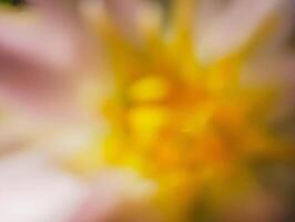 A softly blurred and abstract close-up of a flower, likely a dahlia or similar bloom. photo
