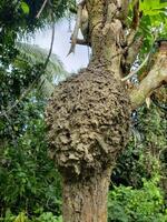 A large, rough-textured termite nest attached to a tree trunk in a lush, green forest environment. photo