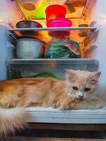 A fluffy cat lying inside an open refrigerator, surrounded by various food items and containers. The cat appears relaxed and comfortable among the groceries. photo