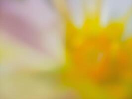 A softly blurred and abstract close-up of a flower, likely a dahlia or similar bloom. photo