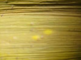 Close-up of textured yellow fibers, possibly from a plant or natural material, showcasing a blurred background with subtle variations in color and light. photo
