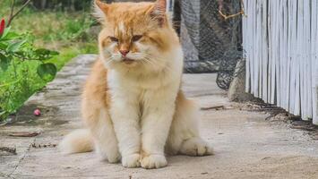 A fluffy, ginger and white cat lounges inside an open refrigerator, seemingly unbothered by the cold. photo