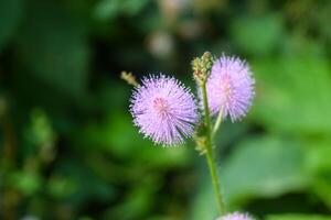 Two vibrant purple flowers with fine, fluffy petals stand out against a rich backdrop of green leaves, capturing the tranquility of nature on a bright day. photo