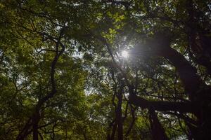 Warm sunlight breaks through the thick foliage of trees, illuminating a tranquil forest setting. The dappled light creates an inviting and peaceful atmosphere. photo